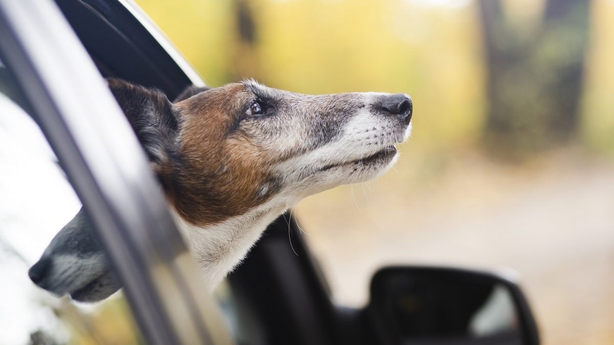 Beagle Dog Sticking It's Head Out Of A Vehicle